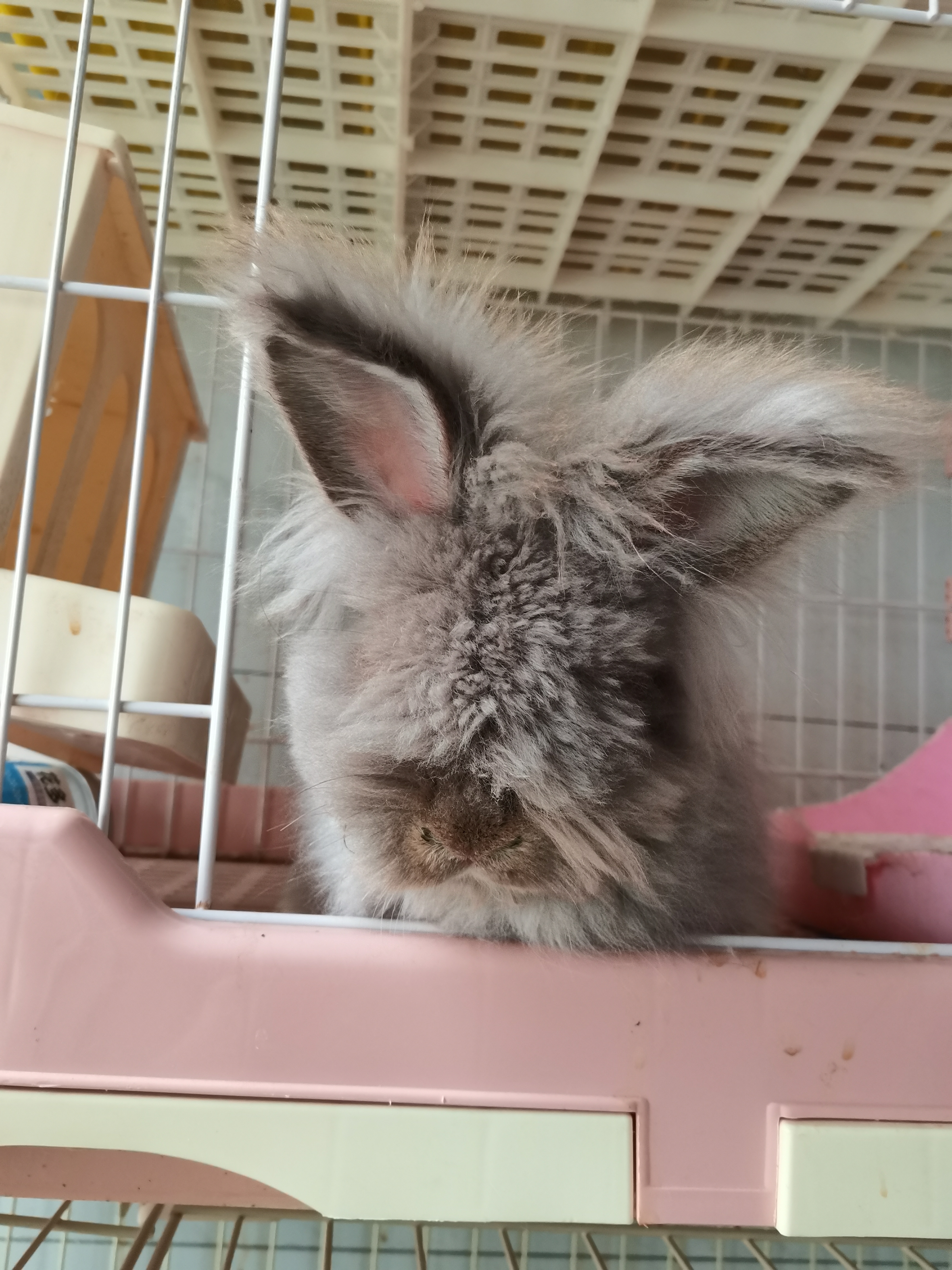 熊脸宠物狮子兔性格超级好，喜欢的不要错过